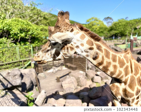 giraffe in safari park 102343448