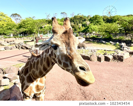 長頸鹿在野生動物園 102343454