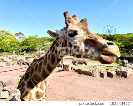 長頸鹿在野生動物園 102343455