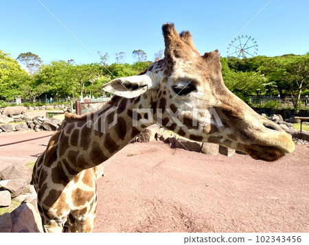 長頸鹿在野生動物園 102343456