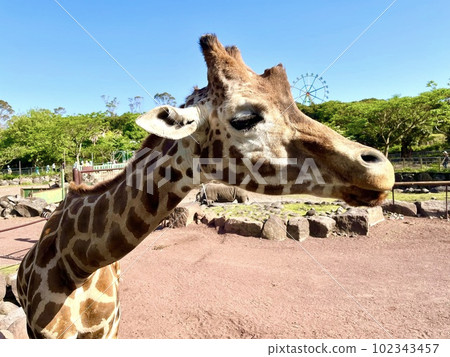 長頸鹿在野生動物園 102343457