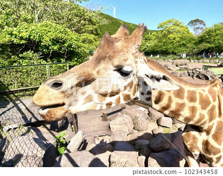 長頸鹿在野生動物園 102343458