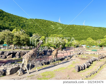 giraffe in safari park giraffe in safari park 102343474