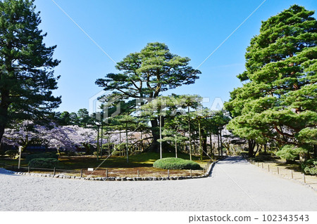 Kanazawa Kenrokuen, Neagari Matsu, Kanazawa Castle Park, Ishikawa Prefecture Tourist Attractions, Japan's Three Great Gardens 102343543