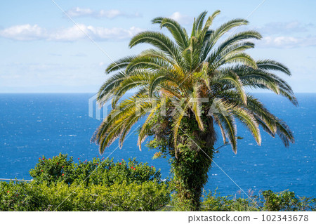 Cape Muroto Coast 102343678