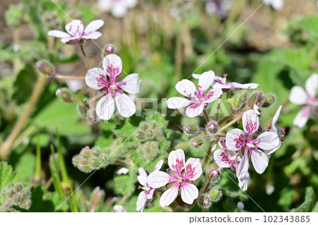 Elodium pelargoniforum (Ramulaceae) Elodium pelargoniforum (Ramulaceae) 102343885