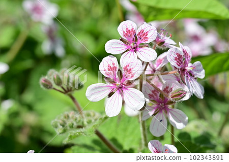 天竺葵(Ramulaceae) 天竺葵(Ramulaceae) 102343891