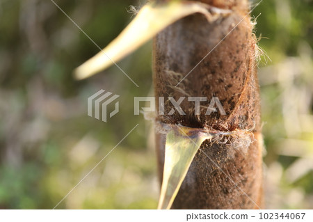 Bamboo shoot 102344067