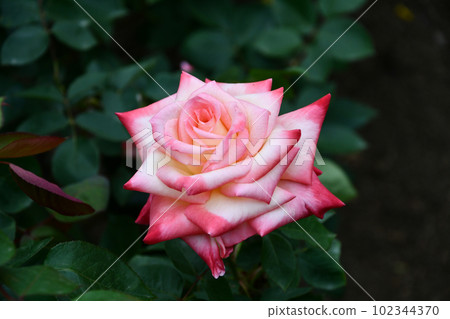 Rose "Diana Princess of Wales" Rose "Diana Princess of Wales" 102344370