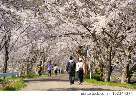 A couple walking through a tunnel of cherry blossoms in full bloom / Takatoki River cherry blossom trees (Takatsuki-cho, Nagahama City, Shiga Prefecture) A couple walking through a tunnel of cherry blossoms in full bloom / Takatoki River cherry blossom trees (Takatsuki-cho, Nagahama City, Shiga Prefecture) 102344374
