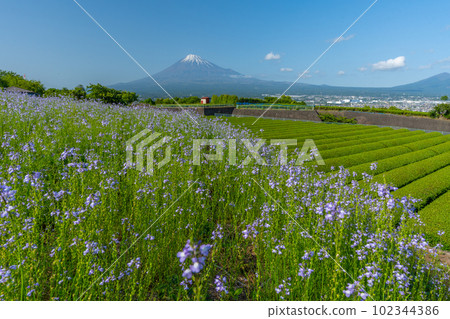 Mt. Fuji, tea plantations and flower fields Mt. Fuji, tea plantations and flower fields 102344386