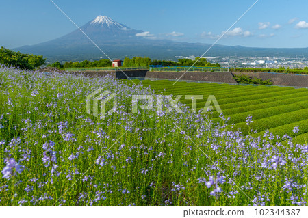 富士山、茶園和花田 富士山、茶園和花田 102344387
