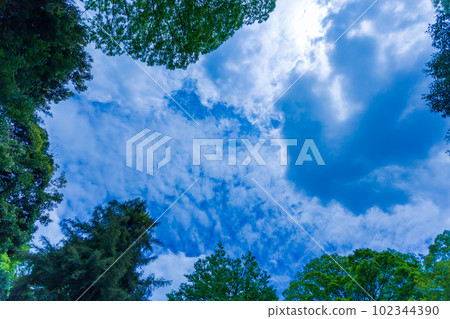 小石川後樂園 2023 年春季 綠色、藍色的天空與雲彩 102344390
