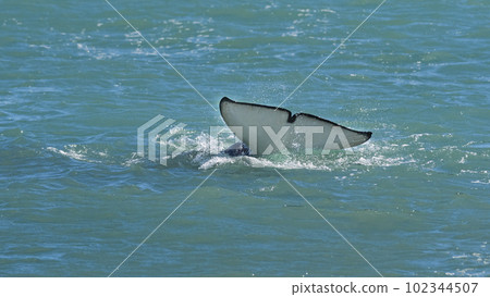 Killer whale tail on surface,Peninsula Valdes, Patagonia Argentina 102344507
