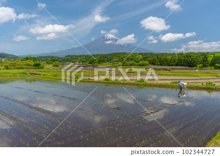 Rice fields and Mt.Fuji Farming: Yuzuno no Sato (Fujinomiya City) Rice fields and Mt.Fuji Farming: Yuzuno no Sato (Fujinomiya City) 102344727