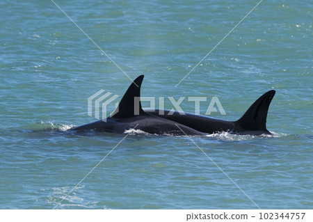 Killer whale hunting sea lions,Peninsula Valdes, Patagonia Argentina 102344757