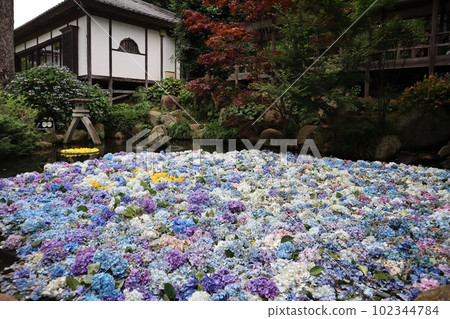 天引觀音 庭園池塘中漂浮的紫陽花 天引觀音 庭園池塘中漂浮的紫陽花 102344784