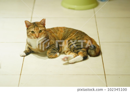 A tabby cat lying on the white floor looking at camera 102345100