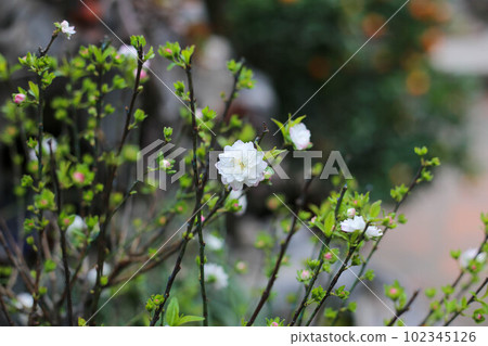 Closeup of white peach flower blowing in the garden 102345126