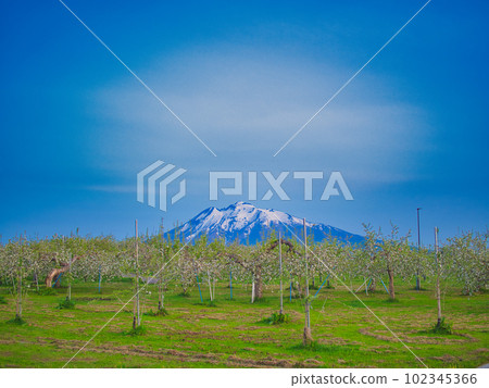 Hirosaki City: Apple blossoms in full bloom and Mt. Iwaki Hirosaki City: Apple blossoms in full bloom and Mt. Iwaki 102345366