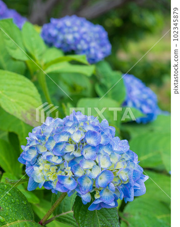 Image of hydrangea blooming in the rainy season 102345879