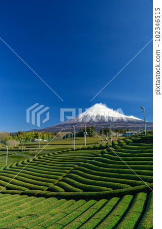 富士和茶園的絕佳景色 102346515