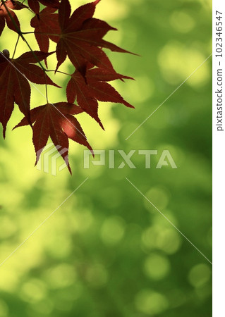 Fresh green and red autumn leaves of ball bokeh Fresh green and red autumn leaves of ball bokeh 102346547