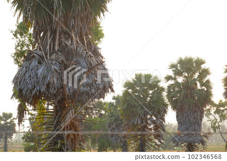 Palms tree sunset background chill asia view  102346568