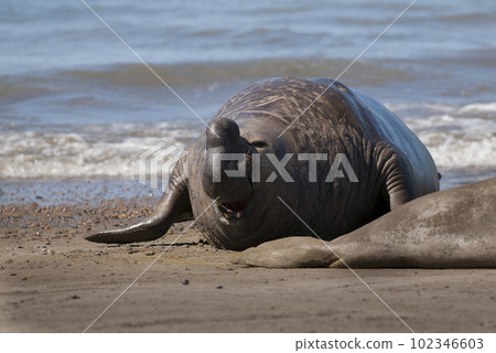 Elephant seal family, Peninsula Valdes, Patagonia, Argentina 102346603