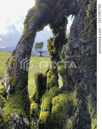 Laurel trees in Paul da Serra in Fanal 102346798