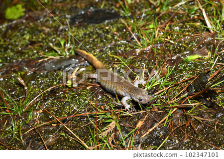 Egg-laying female of Kasumi salamander 102347101