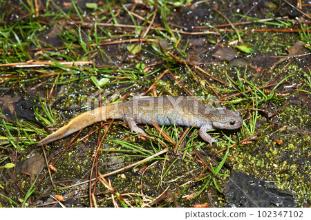 Kasumi salamander with eggs 102347102