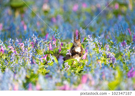Hokkaido Ezo Corrida Katakuri Urausu Shrine Ezo Squirrel 可愛童話花田春天 102347187
