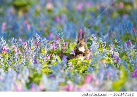 Hokkaido Ezo Corrida Katakuri Urausu Shrine Ezo Squirrel 可愛童話花田春天 102347188