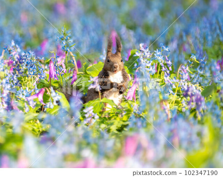 Hokkaido Ezo Corrida Katakuri Urausu Shrine Ezo Squirrel 可愛童話花田春天 102347190