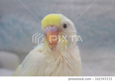 Budgerigar chicks Budgerigar chicks 102347215