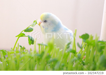 虎皮鸚鵡吃豆芽 102347219