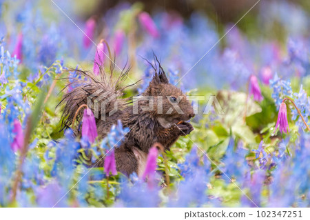 Hokkaido Ezo Corrida Katakuri Urausu Shrine Ezo Squirrel 可愛童話花田春天 102347251