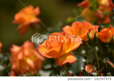 bright orange spring roses bright orange spring roses 102347479
