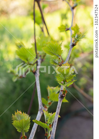 Branch of grapes with young leaves. Spring garden. Beauty in nature, close up. Growing foliage. Vineyard landscape. Fresh green foliage on tree. Nature in details. Branch of grapes with young leaves. Spring garden. Beauty in nature, close up. Growing foliage. Vineyard landscape. Fresh green foliage on tree. Nature in details. 102347524