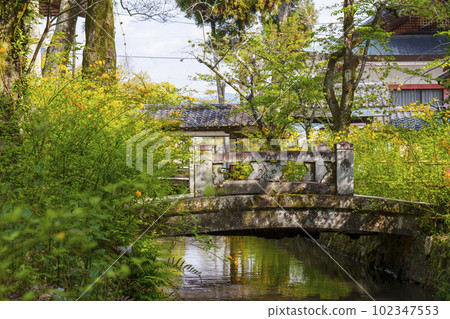 清晨的松尾大社，盛開的山吹（京都市西京區嵐山宮町） 102347553