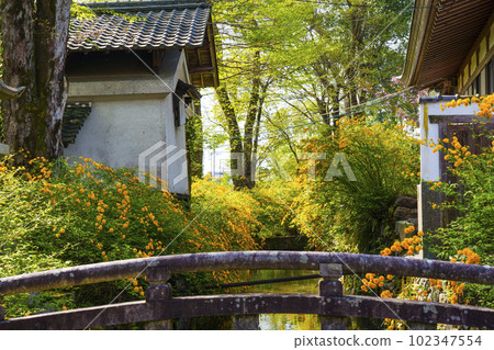 清晨的松尾大社，盛開的山吹（京都市西京區嵐山宮町） 102347554