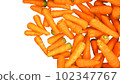 carrot - orange - white - isolated - harvest - vitamin - group - vegetable 102347767