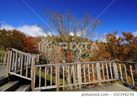 秋葉，大台原（奈良縣吉野郡上北山村） 102348239