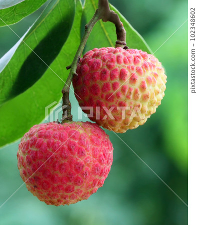 Lychee Lychee 102348602