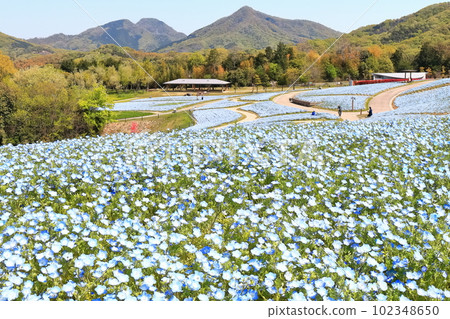 [香川縣] 春天國立贊岐萬野公園（Nemophila 場） 102348650