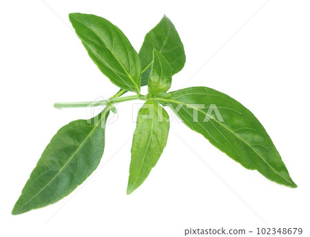 Ayurvedic Medicinal Chirata leaves 102348679