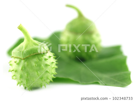Medicinal Datura with leaf Medicinal Datura with leaf 102348733