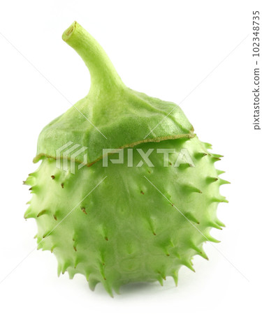 Medicinal Datura Medicinal Datura 102348735