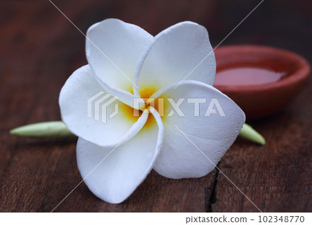 Frangipani with clay pot 102348770
